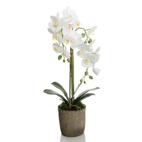 Florabelle - White Orchid In Terracotta Pot