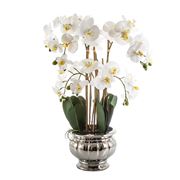 Florabelle - Potted Orchid In Silver Bowl Large