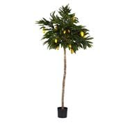 Florabelle - Mango Tree 1.8m
