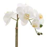 Florabelle - Real Touch Phalaenopsis Orchid w/Leaves 53cm